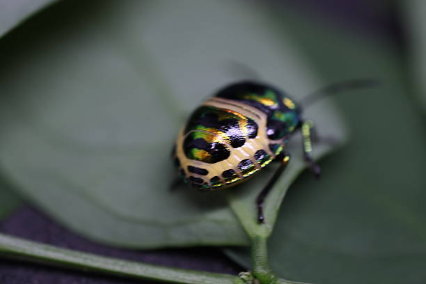 istock Small shiny beetle resting on a green leaf, showcasing intricate patterns and colors, nature theme with copy-space available. 2240574934