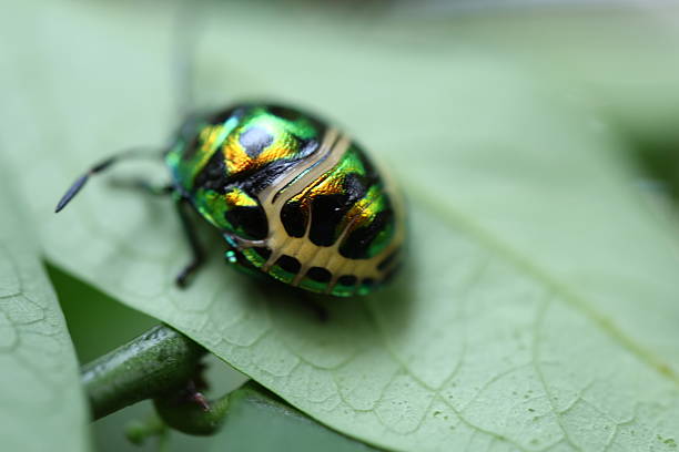 istock Vibrant beetle resting on a leaf, showcasing iridescent colors and intricate patterns, ideal for nature themes and educational content. 2240574936