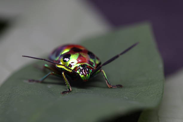 istock Colorful insect resting on a green leaf, showcasing vibrant patterns and intricate details, nature close-up, ideal for educational use. 2240574938