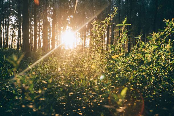 istock Sunlight filters through a lush green forest.. 2240575264
