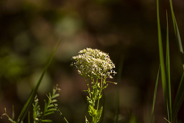 Lepidium draba Leaves obovate, with a cuneate base and toothed-wavy margin; the upper ones toothed and embracing and the lower ones alternate, petiolate and non-persistent