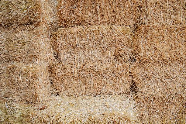 istock Dry wheat straw texture background, mown wheat, grain crops. Straw bale texture, close-up. 2240576543