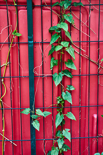 Green plants growing through metal railings