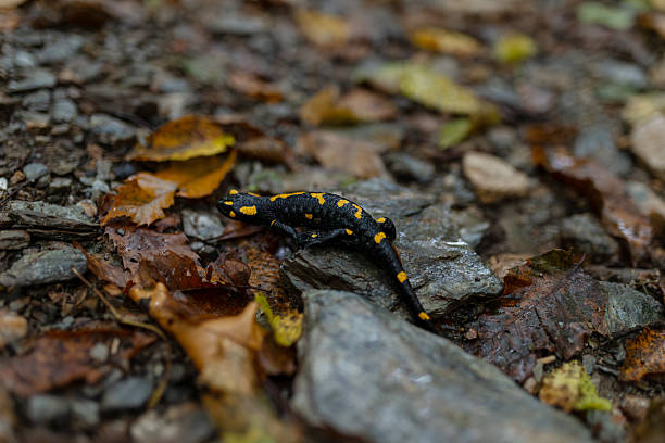 istock Salamander in the woods (Raw Nature, Wildlife, Autumn) 2240578101