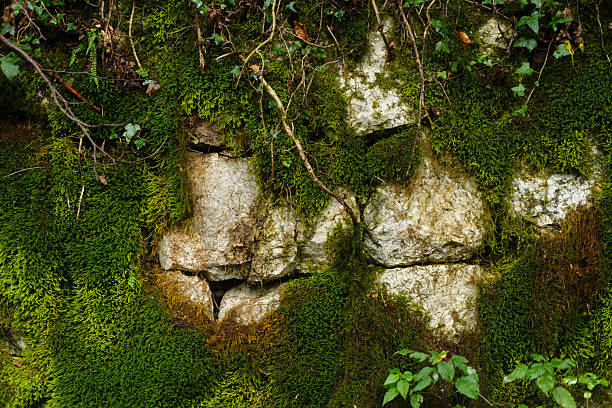 Natural texture of a stone wall and rock covered in green moss and vines. Rustic, organic background for themes of nature and Raw Exterior.