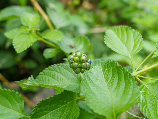 istock Private garden in an urban environment 2240578413
