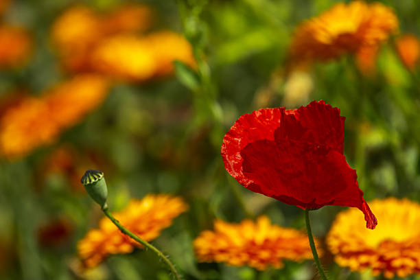 The common poppy The fruit is a unilocular capsule with false septa, pale green, oval/subglobose in shape, truncated by a kind of cap at the top