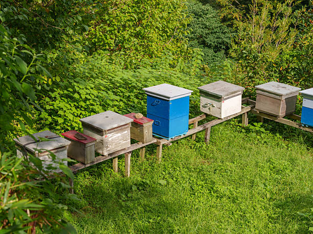 Sustainable Honey Production in Natural Environment. High quality photo