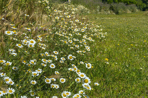 daisies The young leaves inside the rosette taste best
