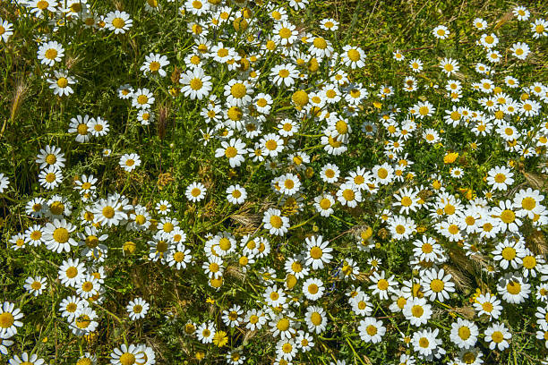 istock daisies The buds and single half-open flowers have a pleasant nutty flavor, while the open flowers have a slightly bitter taste, making them ideal as a salad addition 2 2240580627