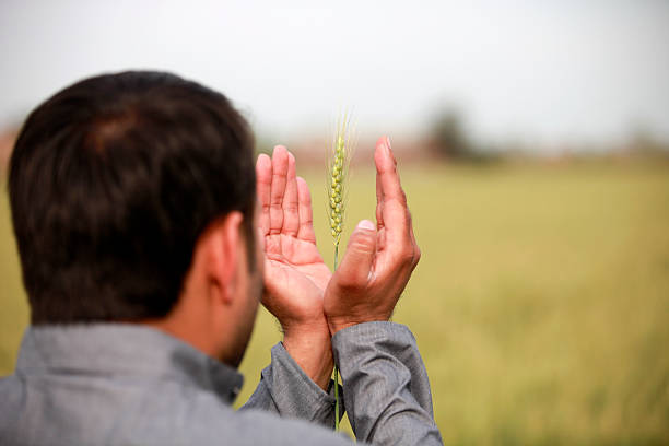 A farmer stands in a vast wheat field, examining a stalk of wheat with both hands. The bright day highlights the growth of the crop around him, showcasing agricultural diligence.