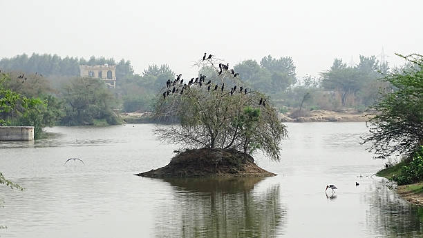 A tiny island supports a weeping tree crowded with black birds perched along its arching branches. The tranquil lake and distant greenery create a peaceful, natural scene perfect for nature and wildlife themes.