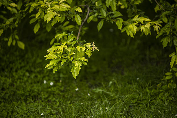 Leaves of a tree branch in an urban park with a garden