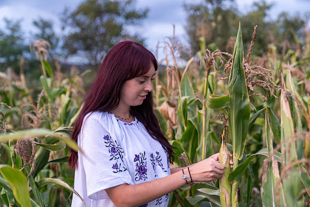 istock Woman checking corn cob in traditional blouse 2240582080