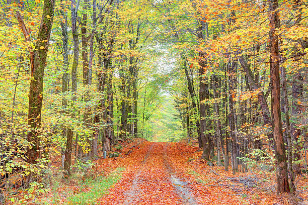 istock Rural autumn road near Rangeley Maine 2240582184