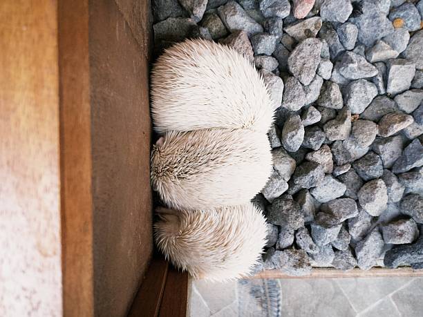 Mini albino white hedgehog (Erinaceinae) sleeping in a cage with a gravel base