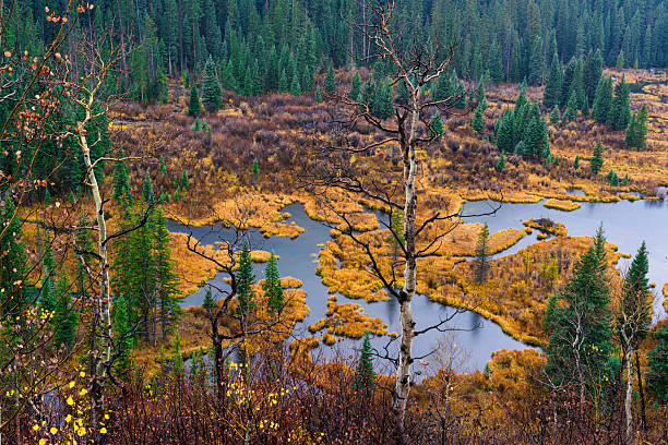 Scenic autumn view from above looking down into valley of pristine wilderness area of flooded ponds and small lakes along creek in marsh wetland area.