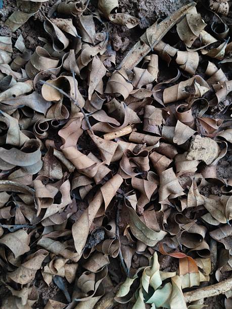 istock dry leaves on wet ground 2240583719