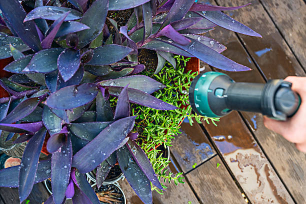 The first crucial step is assessing each plant's needs. Not all species require the same amount of water or the same frequency of watering.