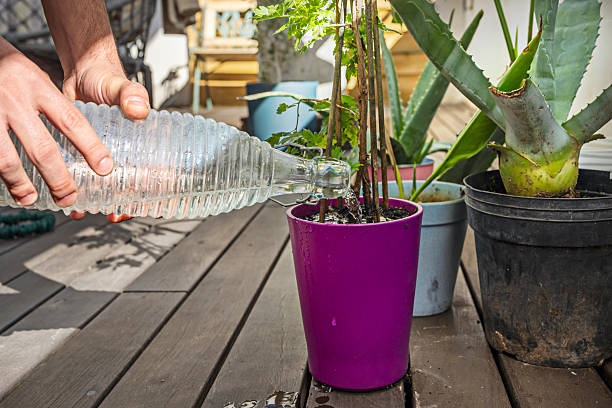 istock In short, effectively managing plants on a rooftop terrace involves observing the individual needs of each species, choosing the right time of day, using the appropriate watering technique 2240584257