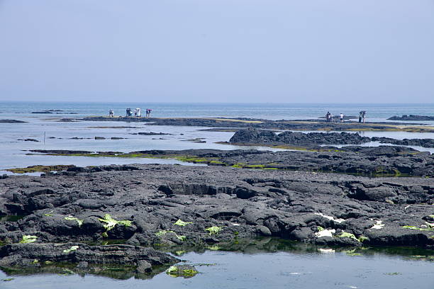 Visitors gather on narrow reef ledges across the Cheonggulmul tidepools at low tide, surrounded by dark basalt and patches of green algae on the wide intertidal platforms.