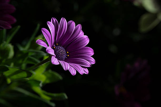 istock Purple Flower Close up macro shot 2240585826