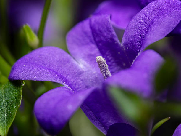 Purple flower in the sun macro shot