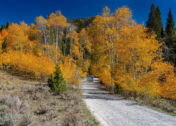 istock Pickup truck drives on a dirt road through aspens 2240589032
