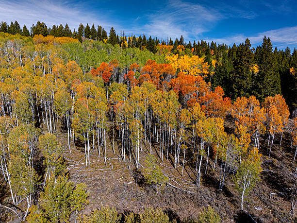 Vibrant and glowing autumn leaves in Dixie National Forest outside of Cedar Breaks National Monument.