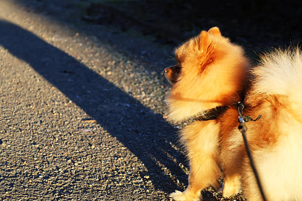 A Pomeranian out for a walk