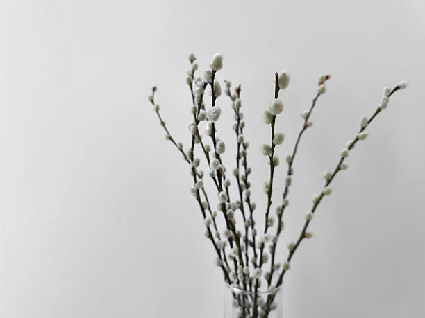 Willow branches with fluffy white catkins symbolize new life and the arrival of spring, creating a cozy atmosphere copy space for equinox day or easter