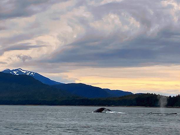 istock Whale in the wild with firends 2240591986