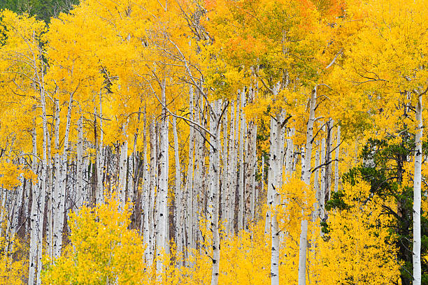 Aspen trees at Maroon Bells in Autumn, Aspen, Colorado, USA