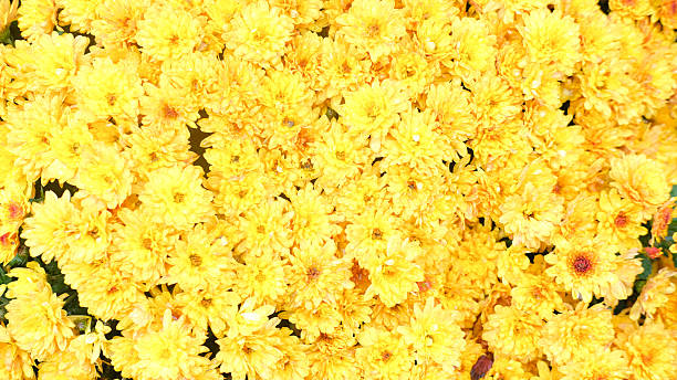 istock Bright yellow chrysanthemums in full bloom creating a dense floral texture 2240593504