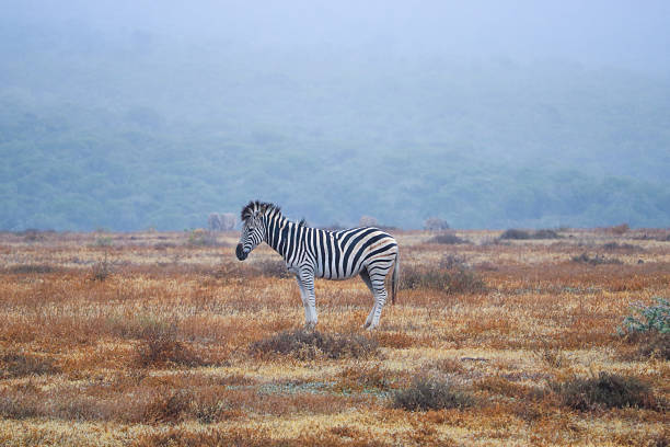 scenic zebra at the national park in south africa