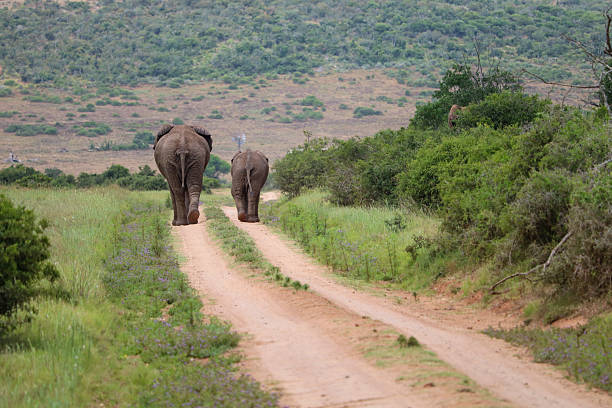 istock elephant couple in the national park walking side by side and showing back side 2240593831