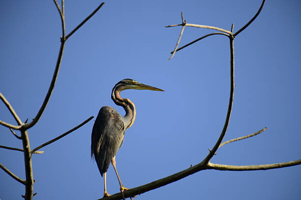 This image features a slender Purple Heron perched patiently on a bare branch against a vivid blue sky, showcasing its long neck and powerful beak adapted for hunting in wetland environments.
