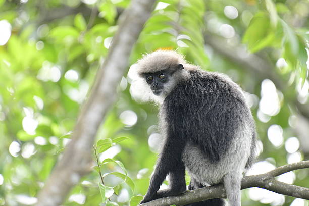 istock This close-up photograph features a Purple-faced Langur monkey. 2240596618