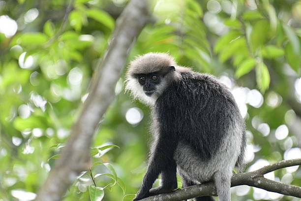 istock This close-up photograph features a Purple-faced Langur monkey. 2240596620
