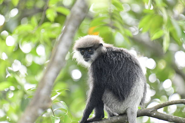 istock This close-up photograph features a Purple-faced Langur monkey. 2240596637