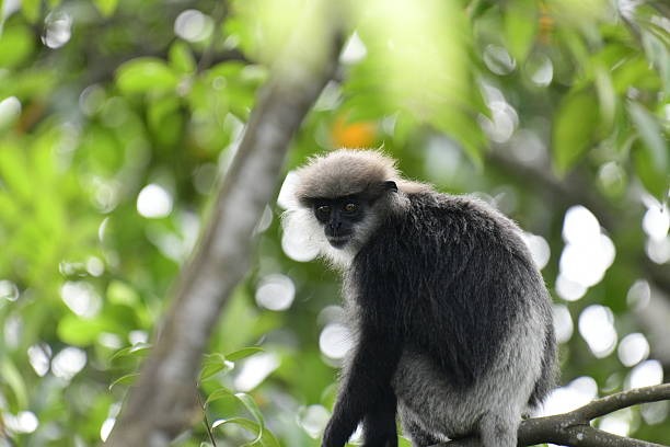 istock This close-up photograph features a Purple-faced Langur monkey. 2240596642