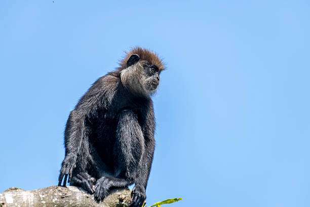 istock This close-up photograph features a Purple-faced Langur monkey. 2240596650