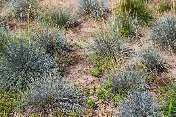 istock Ornamental steppe grass on dry ground. Top view 2240597926