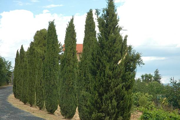 istock Cypresses in the territory of Asciano (Siena) 2240598209