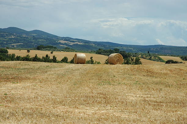 Balle fatte dalle attrezzature per la raccolta del grano