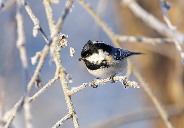 A feeds on fruit.