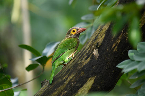 istock The image shows a Brown-headed Barbet. 2240599610