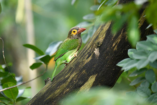 istock The image shows a Brown-headed Barbet. 2240599867