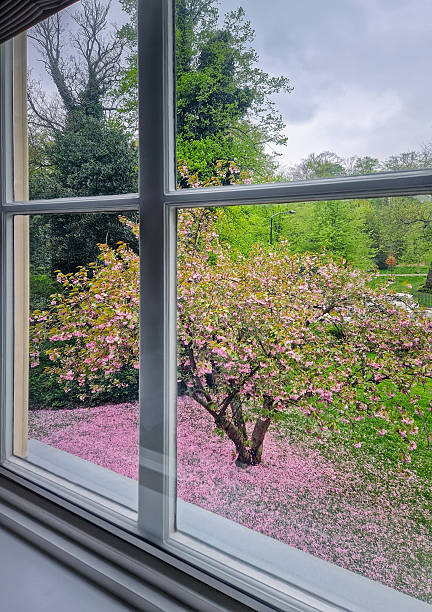 istock A view through the window to a spring blooming sakura tree. Pink cherry blossom creates a thick, rosy carpet on the fresh green grass 2240601545