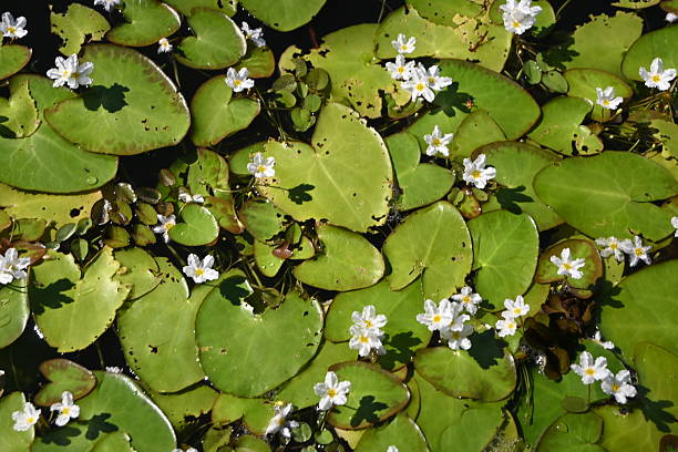 istock Close Up of Small Lily Pads 2240601658
